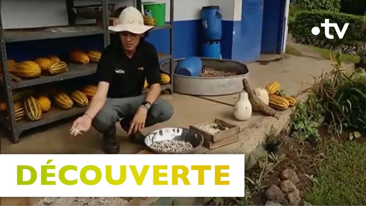 cultivo indoor costa rica