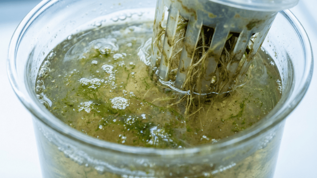 Primer plano de solución nutritiva hidropónica con proliferación de algas verdes y turbidez.