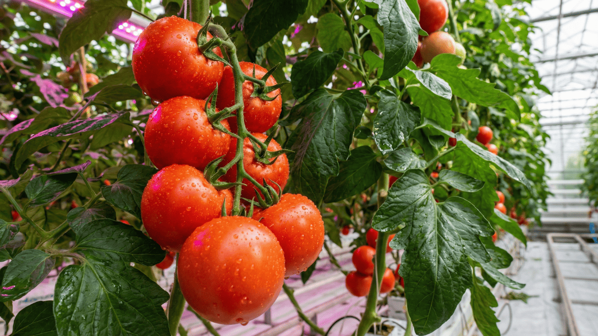 Plantas de tomate hidropónico sanas con follaje verde y frutos en desarrollo