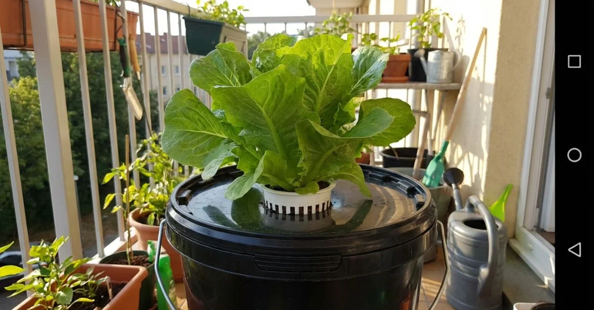 Lechuga de gran tamaño cultivada en sistema DWC casero en balcón de apartamento con método deep water culture