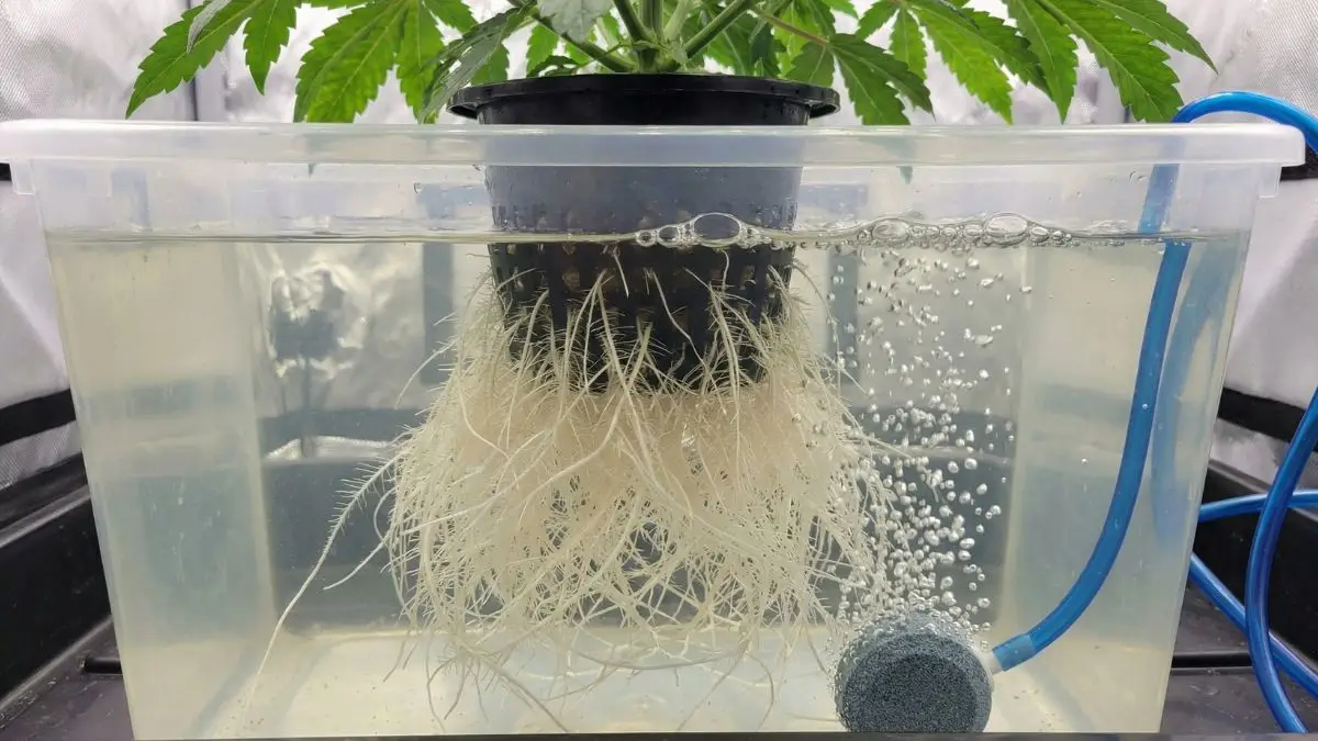 Raíces blancas sumergidas en un sistema DWC con burbujas de oxígeno creadas por una piedra difusora