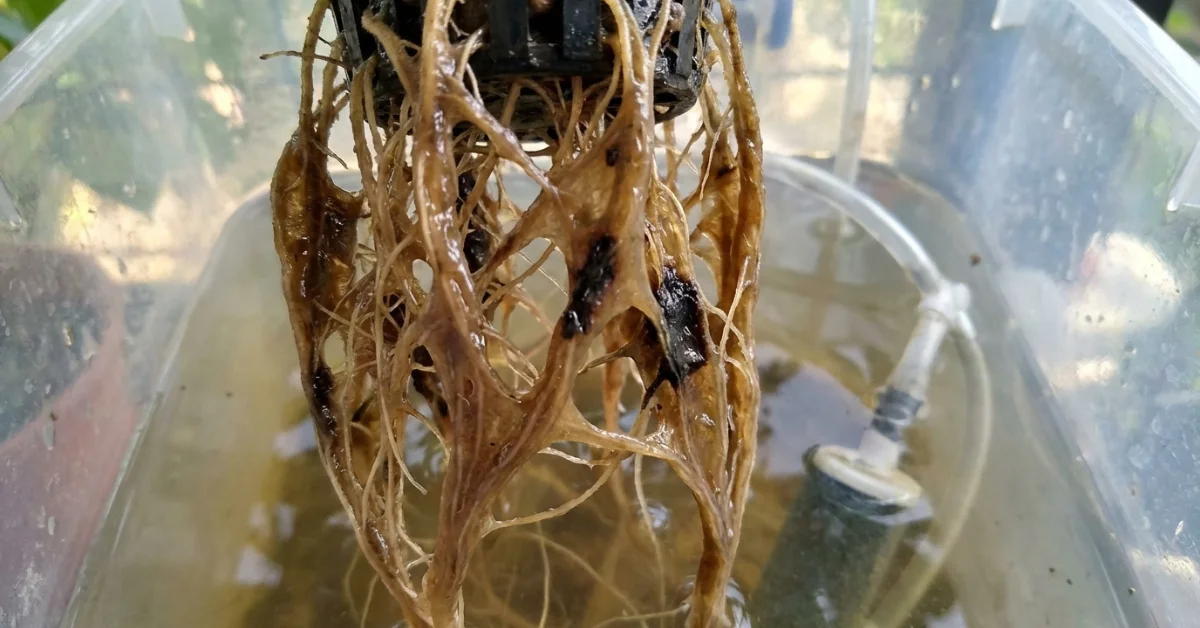 Raíces marrones y blandas infectadas por Pythium en depósito de hidroponía DWC casera, diagnóstico visual de pudrición radicular