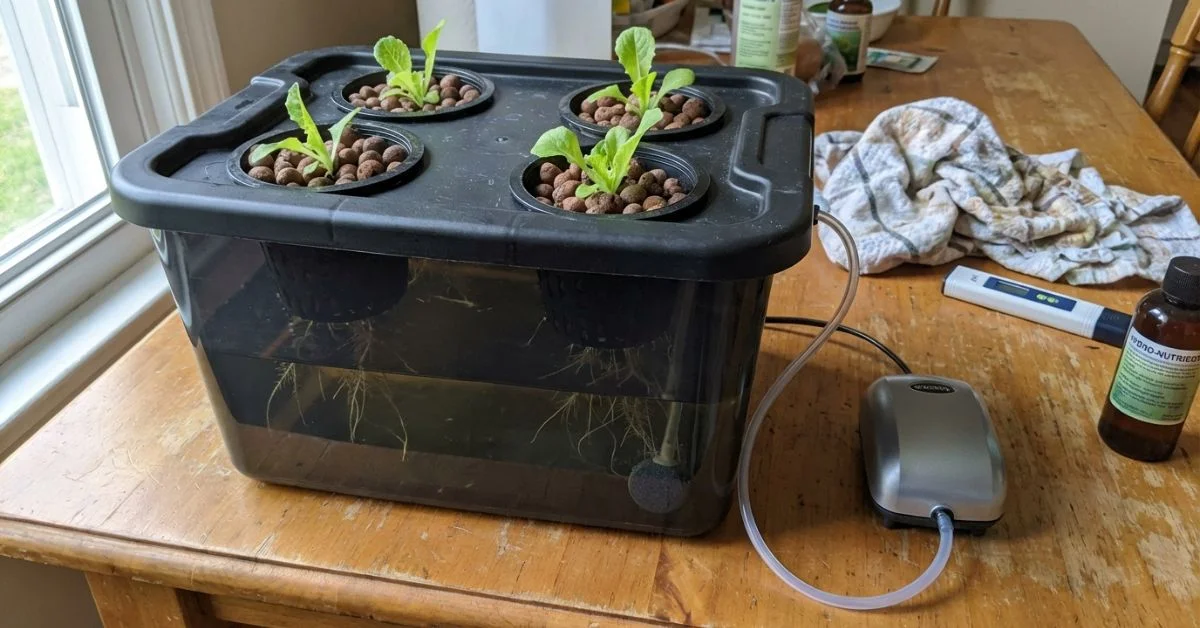 Lechuga de gran tamaño cultivada en sistema DWC casero en balcón de apartamento mediante deep water culture