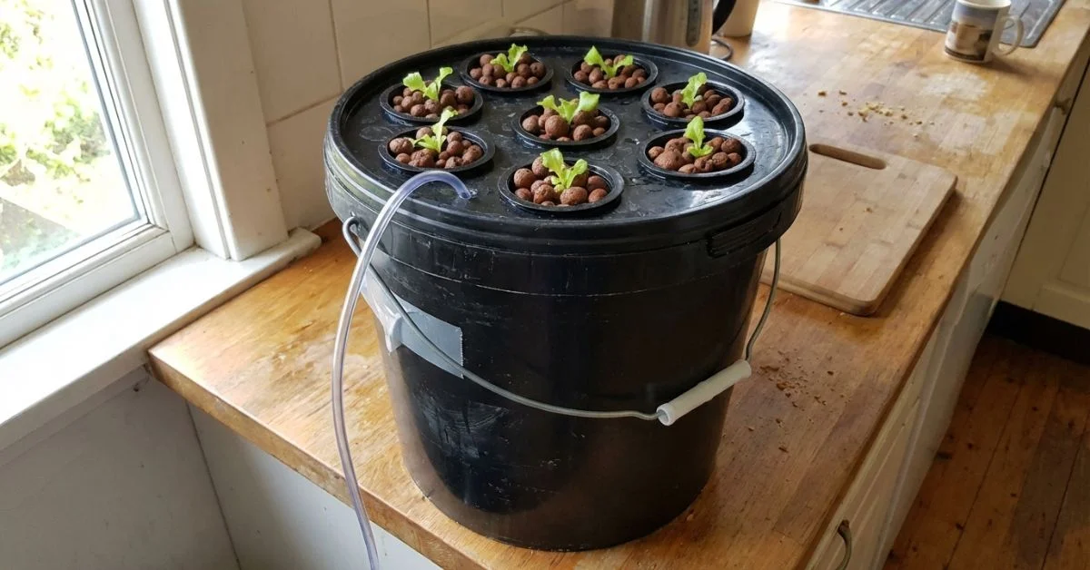 Sistema DWC de hidroponía casera: el punto de partida más recomendado para principiantes sistema DWC de hidroponía casera completamente montado con contenedor opaco, bomba de aire y 6 plantas de lechuga en net pots