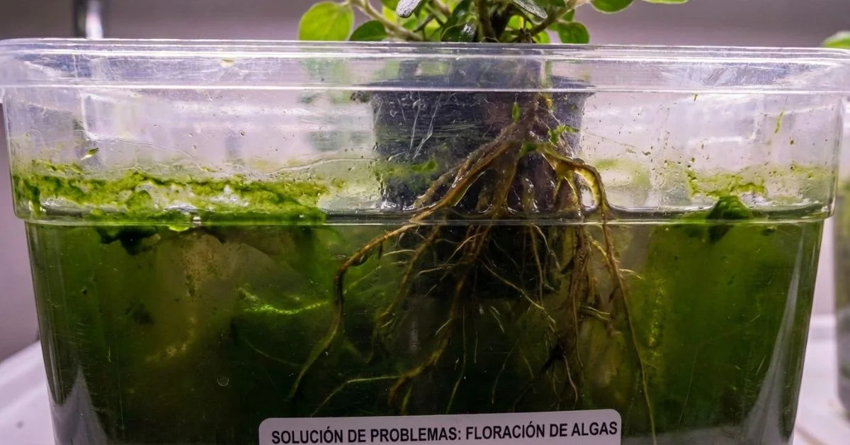 Comparativa entre solución nutritiva verde contaminada por algas y agua limpia transparente con raíces blancas sanas