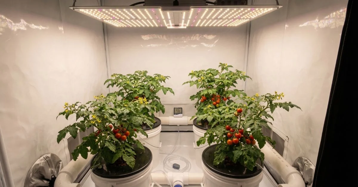 Interior armario cultivo 80x80 cm con mejor panel LED 150W tomates cherry sistema hidropónico doméstico