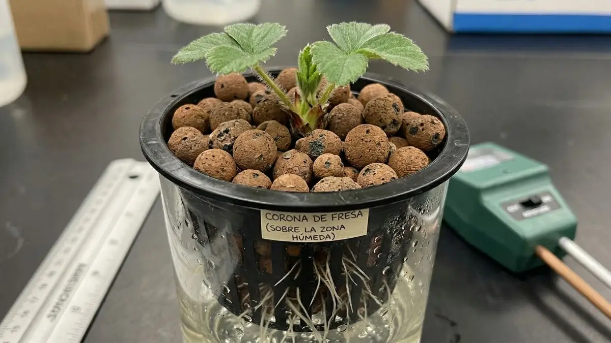 Corona de planta de fresa hidropónica colocada correctamente sobre arcilla expandida arlita