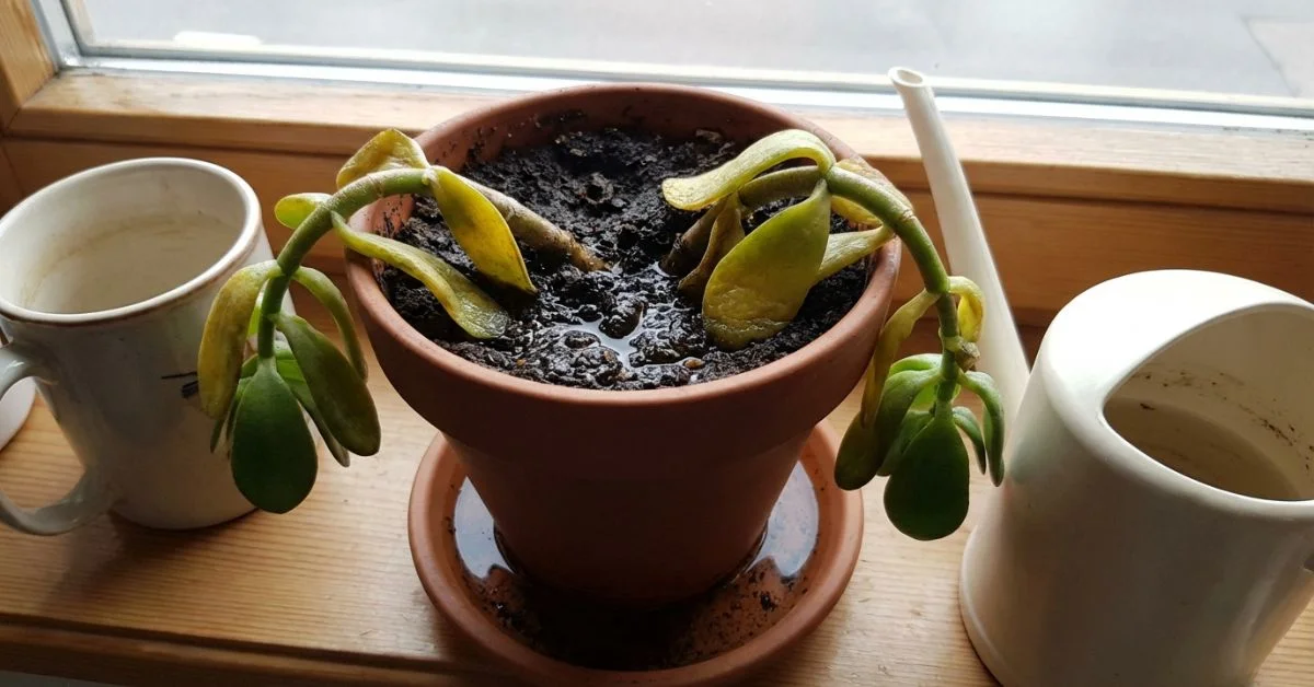 Planta con hojas amarillas y marchitas debido a exceso de riego y pudrición de raíces