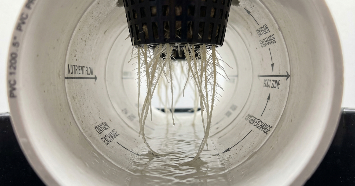Corte transversal de un tubo de PVC mostrando la película de nutrientes tocando las raíces en un sistema NFT