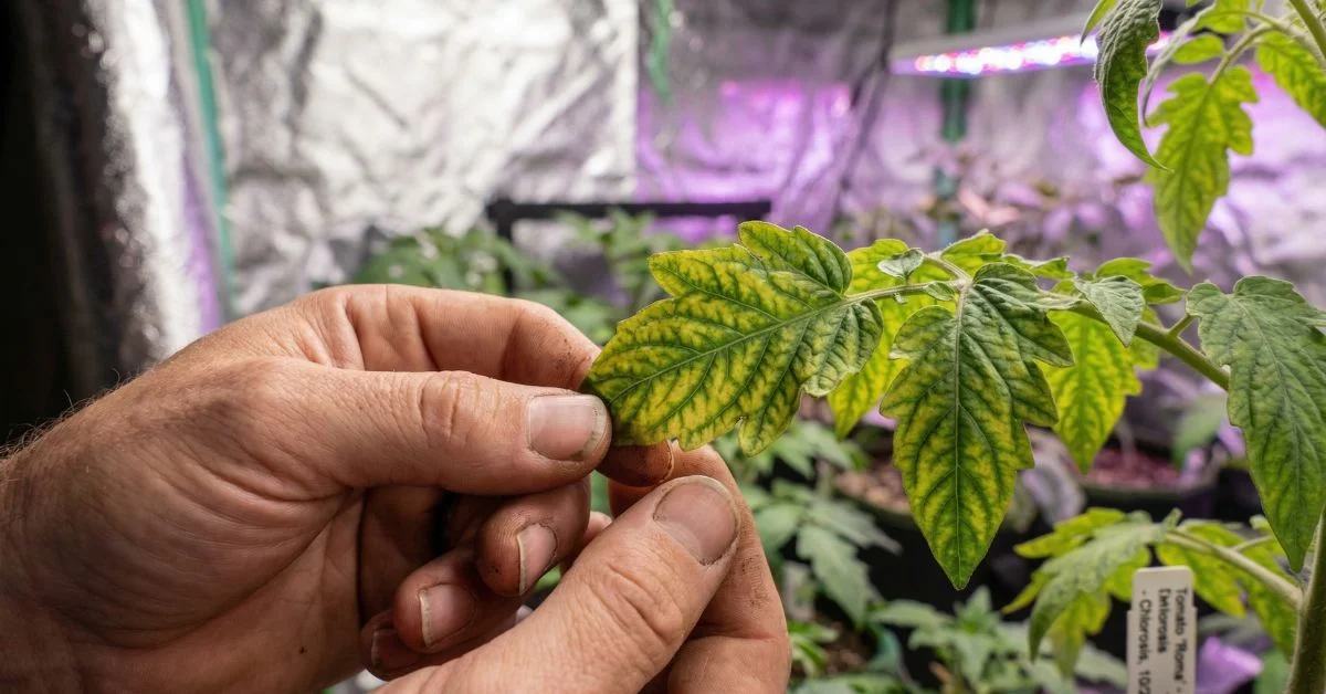 Manos de agricultor inspeccionando una hoja amarilla enferma en un cultivo indoor para diagnosticar deficiencias nutricionales.