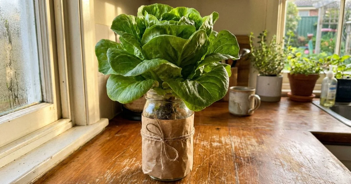 lechuga-hidroponica-metodo-kratky-terminado-ventana