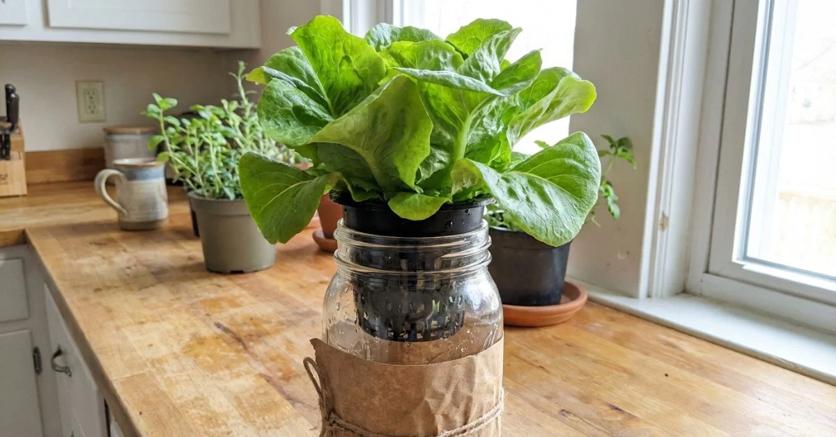 Bote opaco con lechuga creciendo mediante el método Kratky sin bomba ni electricidad en casa