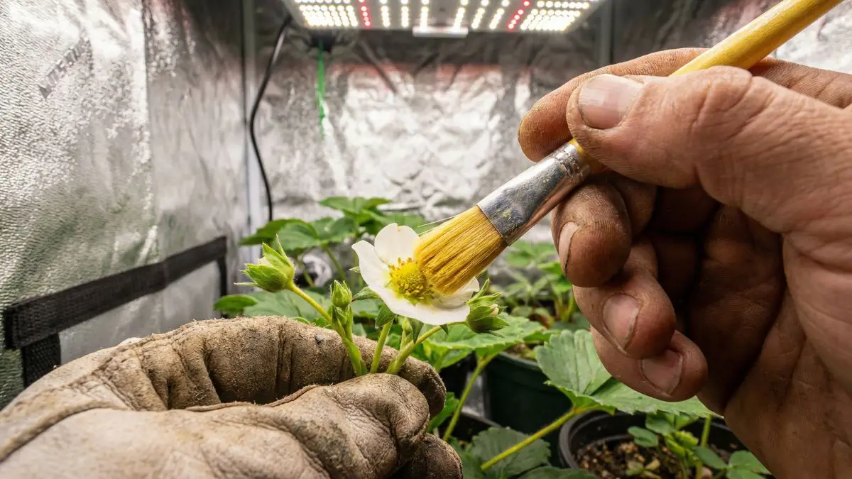 Polinización manual de flor de fresa hidropónica en cultivo indoor usando un pincel suave