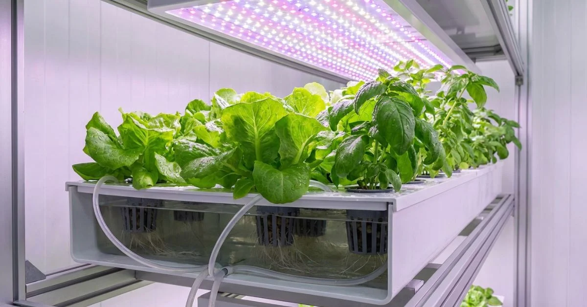 Spider Farmer SF1000 EVO iluminando lechugas hidropónicas en armario 60x60 cm — mejor luz LED para cultivo interior de hortalizas