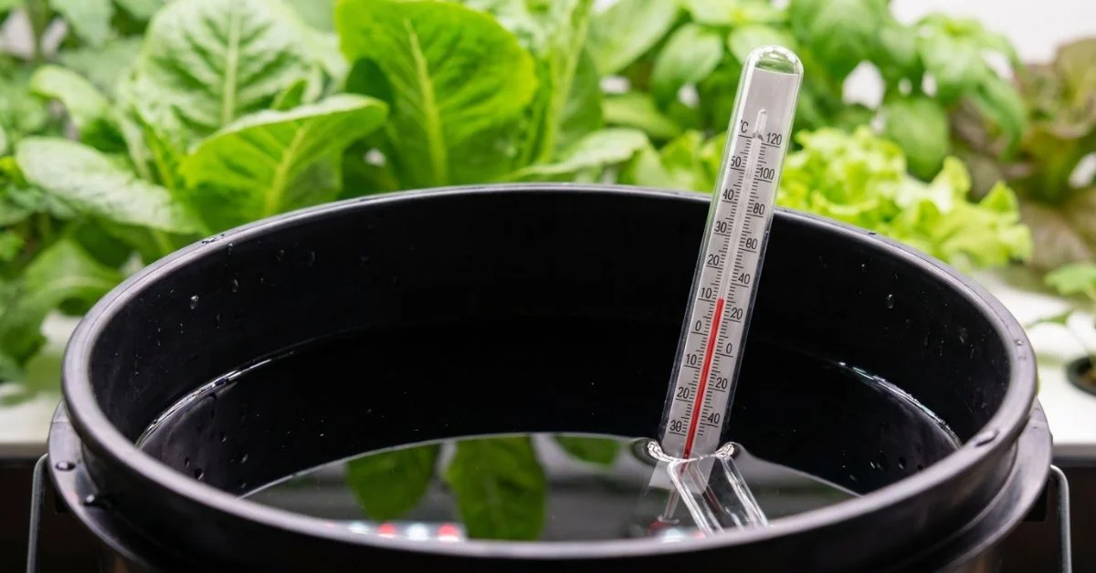 Termómetro digital de precisión midiendo la temperatura ideal del agua en depósito hidropónico entre 18 y 22 grados