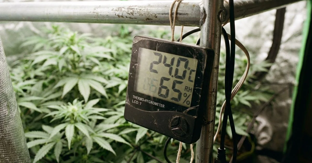 Termohigrómetro digital midiendo temperatura y humedad para calcular el DPV en armario de cultivo