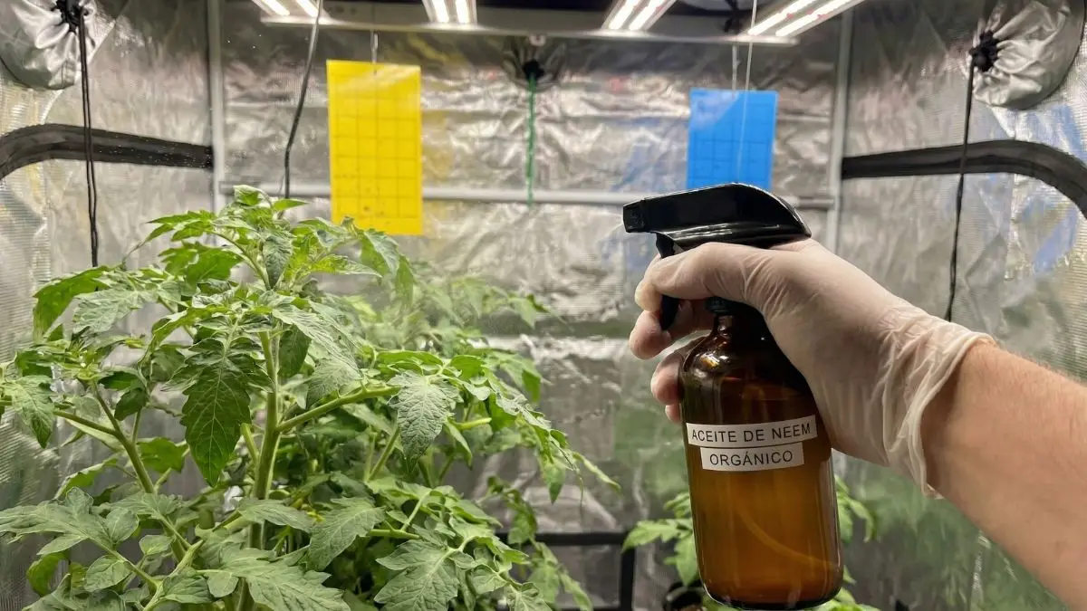Trampas cromáticas amarillas y azules instaladas en cultivo indoor junto a pulverizador con aceite de neem