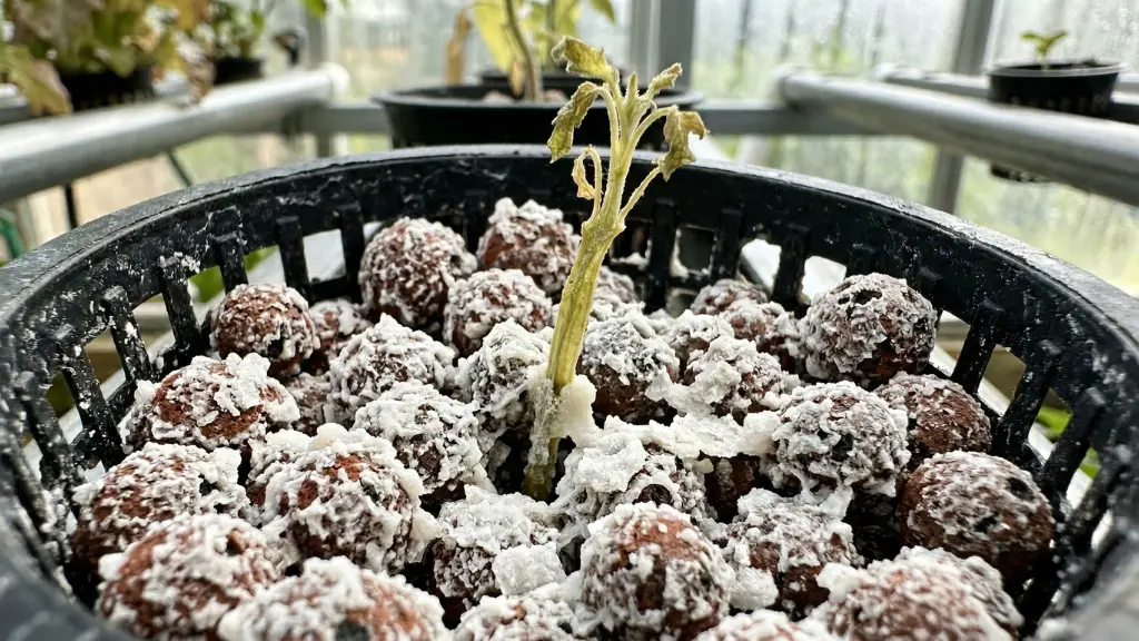 Costra blanca de sales de fertilizante acumuladas en el sustrato, el principal síntoma físico del bloqueo de nutrientes