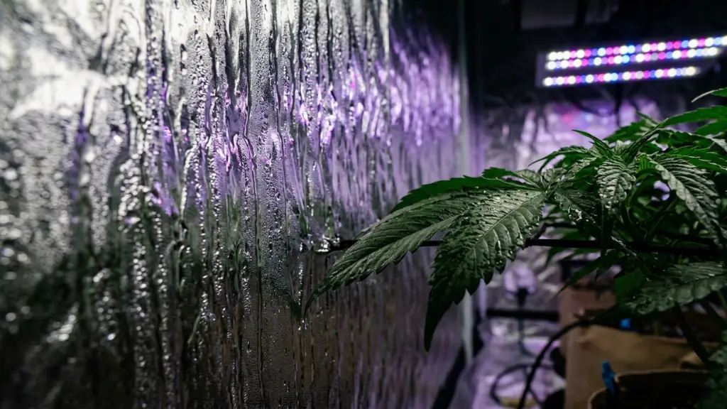 Condensación y exceso de humedad en las paredes del armario de cultivo indoor
