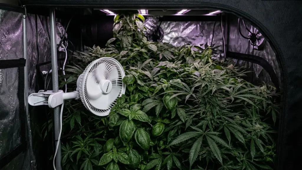 Falta de ventilación en armario de cultivo indoor — condición que favorece el oídio con humedad relativa estancada