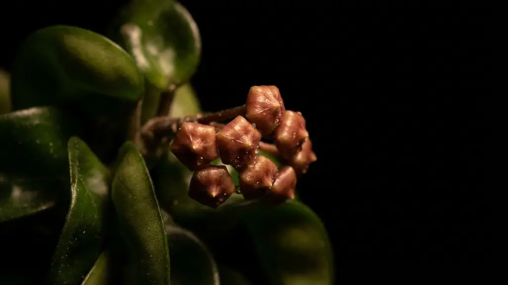 Flores desarrollándose gracias al fotoperiodo de floración que exige 12 horas de oscuridad total ininterrumpida
