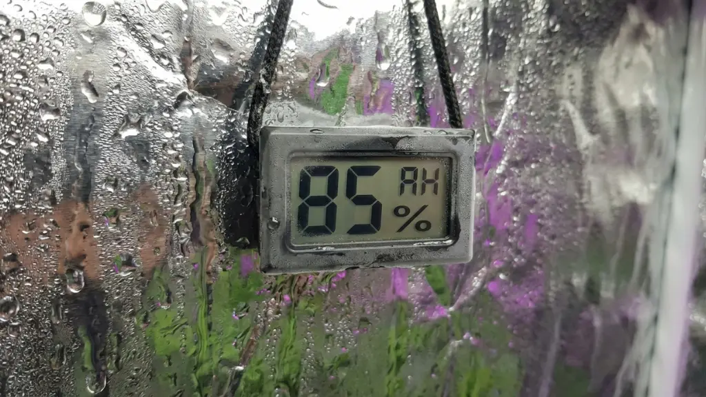Higrómetro digital marcando un nivel de humedad peligrosamente alto dentro de un armario de cultivo indoor