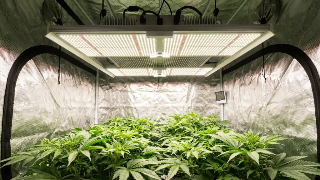 Panel LED moderno de espectro completo blanco iluminando un cultivo indoor simulando la luz del sol