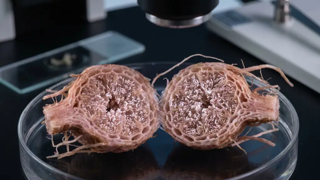 Macro fotografía de nódulos radiculares sanos en leguminosas, mostrando la simbiosis con bacterias Rhizobia para la fijación de nitrógeno.