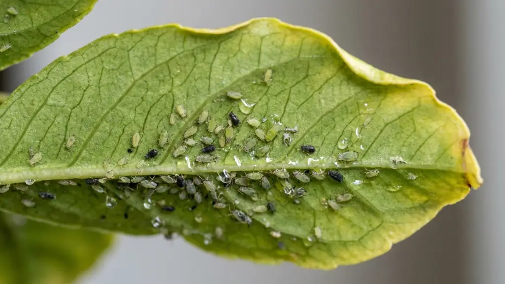 Daños que causan los pulgones en hojas de plantas y melaza brillante
