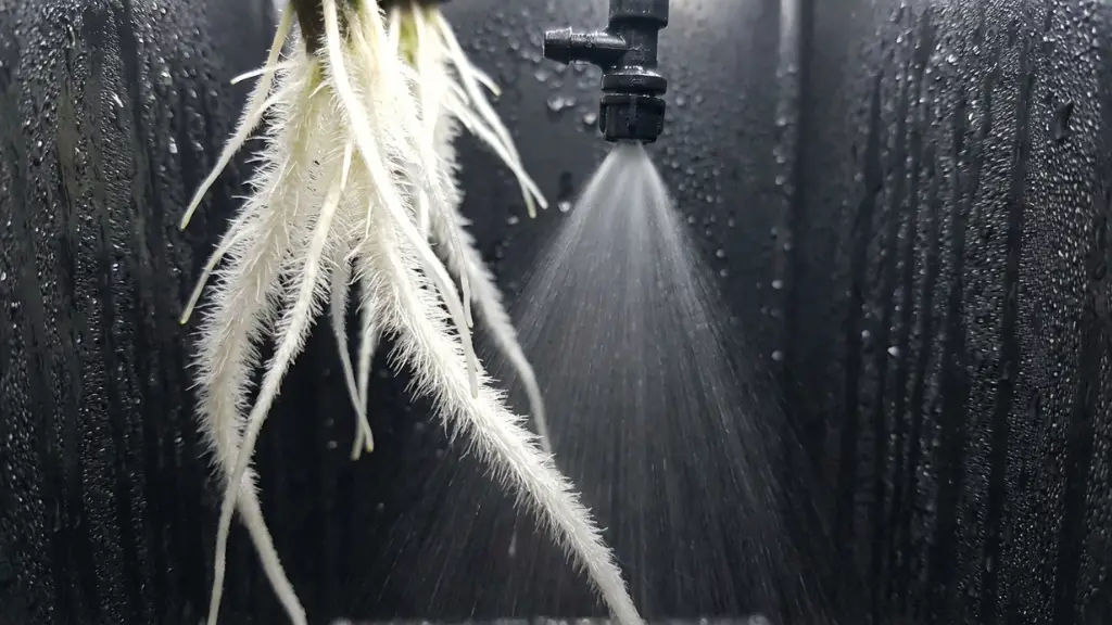 Raíces blancas y sanas suspendidas en el aire recibiendo una fina niebla de nutrientes a través de microaspersores