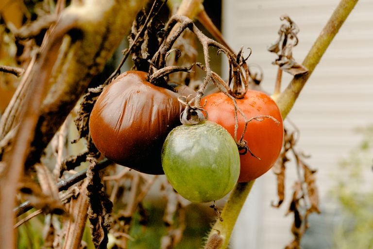 Botrytis cinerea (moho gris) en tomates cultivo indoor - síntomas y prevención